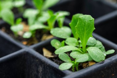Yumuşak doğal ışıkta bir fidanlıkta yetişen küçük fideler.
