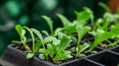 Yumuşak doğal ışıkta bir fidanlıkta yetişen küçük fideler.