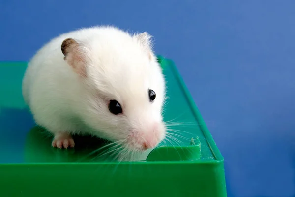 stock image white hamster, pet, favorite of children, rodent