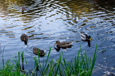 wild ducks in the water swim on the pond