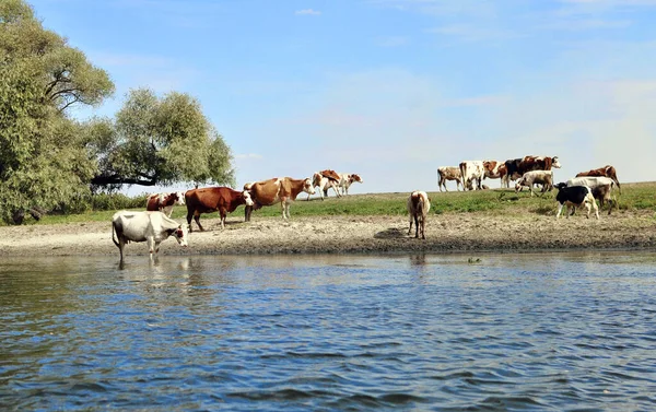 Kühe Wasser Und Ufer Des Sees Die Der Natur Grasen — Stockfoto