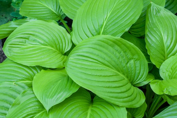 stock image Tropical concept, green background. Plant host.