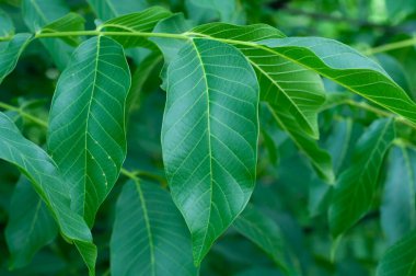 ceviz ağacı, dalda yeşil olgunlaşmamış ceviz, organik ceviz tarlası.