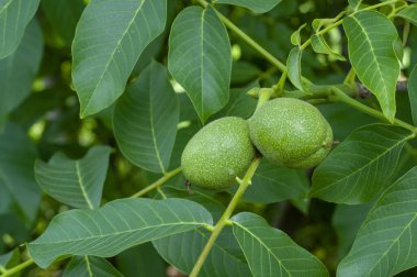 ceviz ağacı, dalda yeşil olgunlaşmamış ceviz, organik ceviz tarlası.