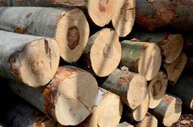 Evin arka planında odun yığını var.