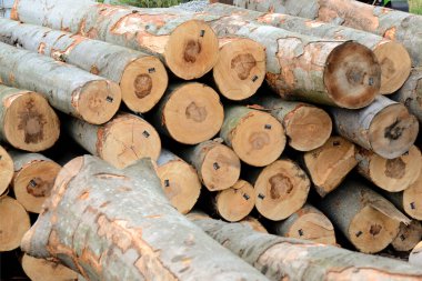 Evin arka planında odun yığını var.