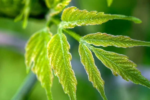 stock image green leves in the sun