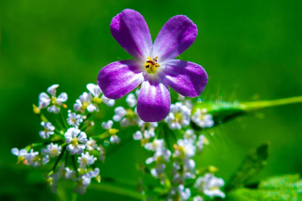 Pequeña Avispa Negra Recoge Polen Una Flor Azul Contra Una —  Fotos de Stock