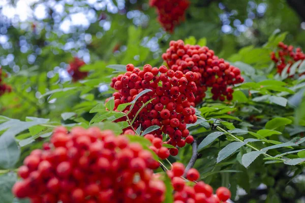 Rowan Red Bunches Tree Green Leaves — Stock Photo, Image