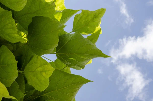 stock image background image, maple leaves against the blue sky