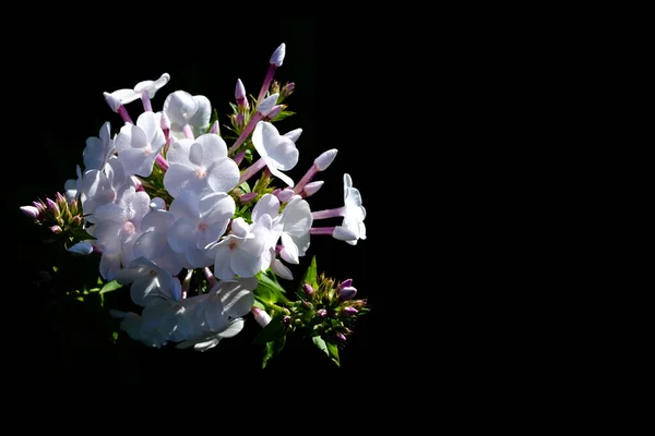 Λευκό Λουλούδι Μαύρο Φόντο Τόπος Για Κείμενο — Φωτογραφία Αρχείου