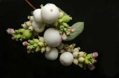 Siyah arkaplanda izole edilmiş Symphoricarpos albusu