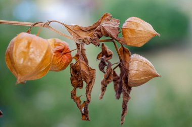 kuru dallar Çin feneri Physalis portakalı