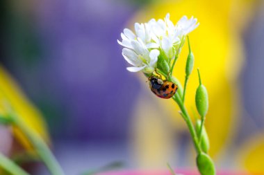 Beyaz bir çiçek sapında uğur böceği