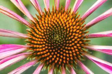 Çiçek açmış yaz bahçesinde mor koni çiçeği.