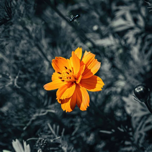 Черно Белый Фон Ярким Оранжевым Цветком Над Ним Висит Муха — стоковое фото