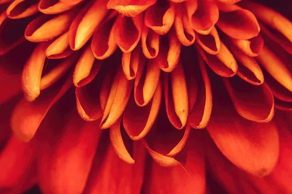 Pohled Zblízka Zářivě Červené Okvětní Lístky Květiny — Stock fotografie
