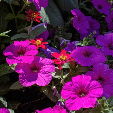 Parlak güneşli bir günde pembe petunyalar parlıyor.