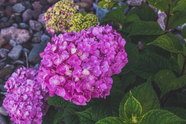 Yürekli mor ortanca yaz bahçesinde, yakındaki taşlarla..