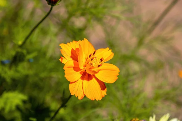Orange flower glistens in the summer light