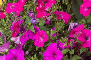 Parlak güneşli bir günde pembe petunyalar parlıyor.
