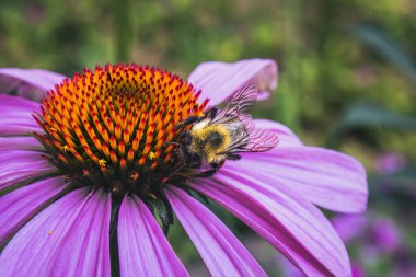 Sıcak güneşli bir günde, bir arı bahçede mor bir kabuğun polenini kovalıyor.