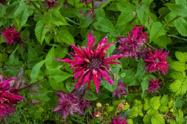 Bergamot arılarından oluşan canlı bir grup Wisconsin yaz bahçesinde çiçek topluyor.
