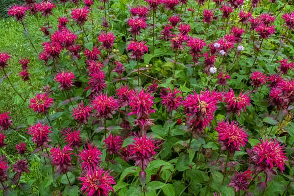 A vibrant grouping of bergamot bee balm flowers in a wisconsin summertime garden
