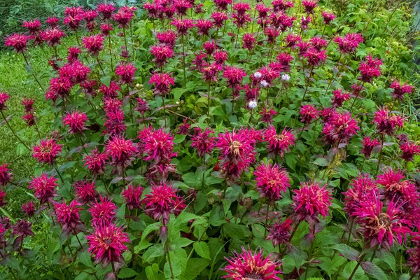 A vibrant grouping of bergamot bee balm flowers in a wisconsin summertime garden