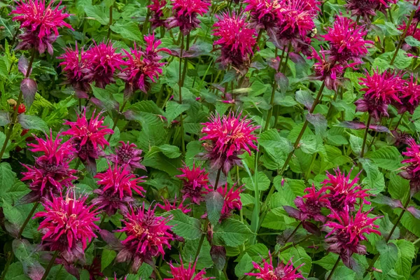 Bergamot Arılarından Oluşan Canlı Bir Grup Wisconsin Yaz Bahçesinde Çiçek Stok Fotoğraf
