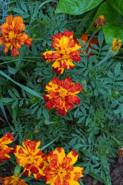 Yaz bahçesinde canlı kırmızı ve sarı renklerde taze kırmızı Marigold yetişiyor.