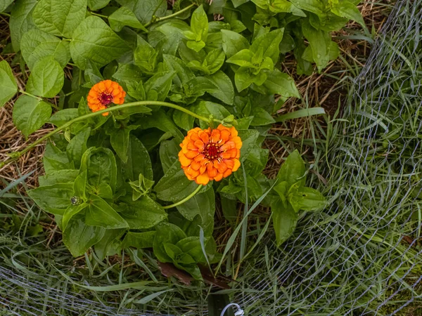 Lebendige Orangefarbene Blüten Wachsen Sommerlichen Garten — Stockfoto
