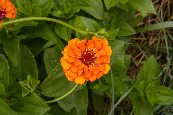 Lebendige Orangefarbene Blüten Wachsen Sommerlichen Garten — Stockfoto