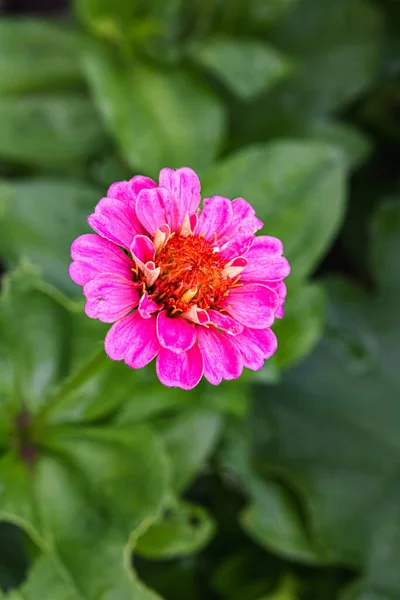 Vibrant Colored Flower Garden Summertime — Stock Photo, Image