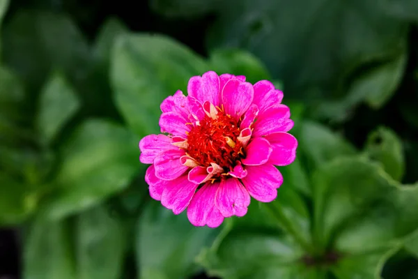 Flor Colorida Vibrante Jardim Durante Verão — Fotografia de Stock