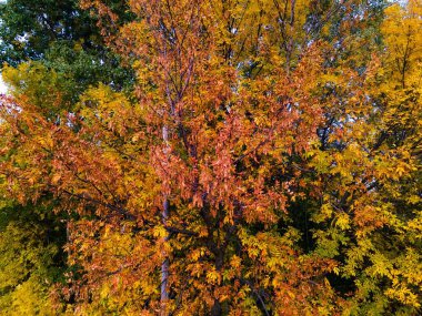 Wisconsin ABD 'de mevsimler değişirken canlı renkli yapraklar