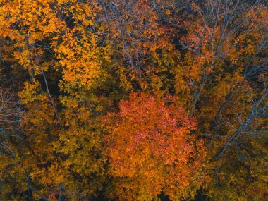 Sonbahar Wisconsin 'de kendini gösterirken yukarıdan bir manzara