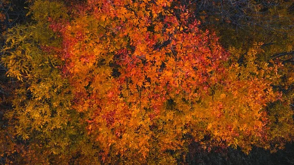 Widok Góry Jak Jesień Pokazuje Się Wisconsin Usa — Zdjęcie stockowe