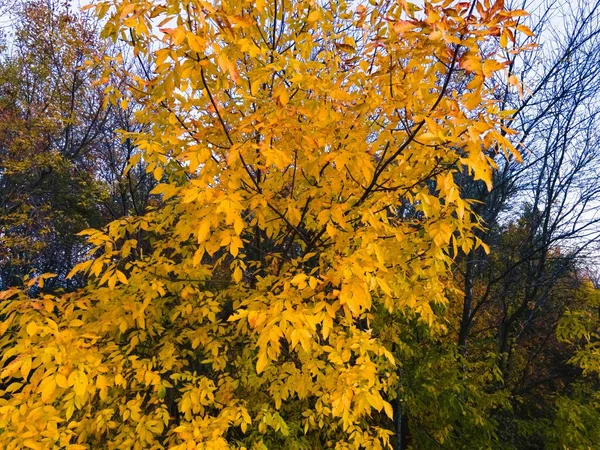 Яркие Цветные Листья Мере Смены Времен Года Висконсине Сша — стоковое фото