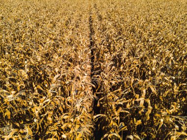 Wisconsin ABD Sonbaharda mısır tarlaları mevsimlerin değiştiğini gösteriyor