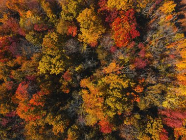 Mevsimler değiştikçe ağaçların rengini değiştiren canlı yaprakların yukarıdan görünüşü