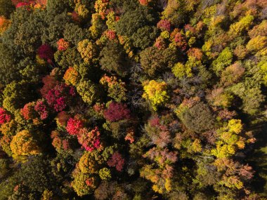 Sonbaharda renk değiştiren Wisconsin ağaçlarının güzel doğal manzarası.