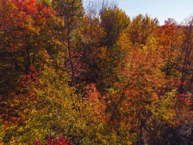 Wisconsin ormanında gür sonbahar yaprakları.