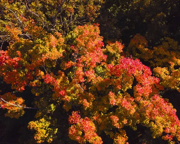 Overhead view of the vibrant leaves changing colors on the trees as the seasons change