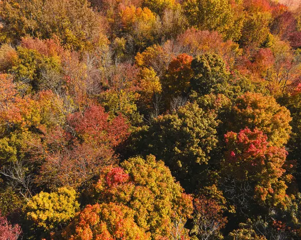 Widok Tętniące Życiem Liście Zmieniających Się Kolorów Drzewach Jak Zmieniają — Zdjęcie stockowe