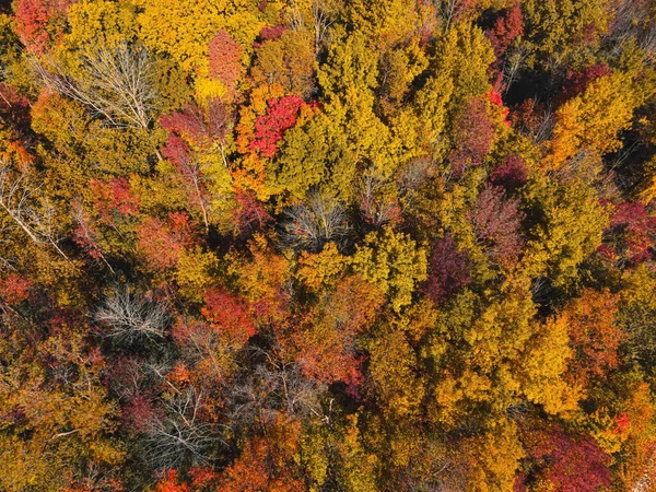 Overhead view of the vibrant leaves changing colors on the trees as the seasons change