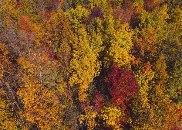 Wisconsin Δάσος Αλλάζει Χρώματα Καθώς Πλησιάζει Χειμώνας — Φωτογραφία Αρχείου