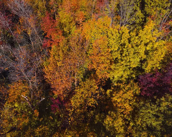 Wisconsin woodland changing colors as winter approaches.