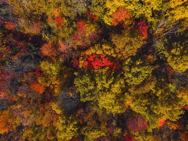 Wisconsin Skog Ändrar Färg När Vintern Närmar Sig — Stockfoto