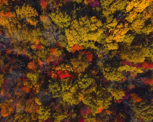 Wisconsin woodland changing colors as winter approaches.
